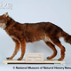 Illustration for article titled Wednesday Woof - Dusicyon australis Extinct Edition
